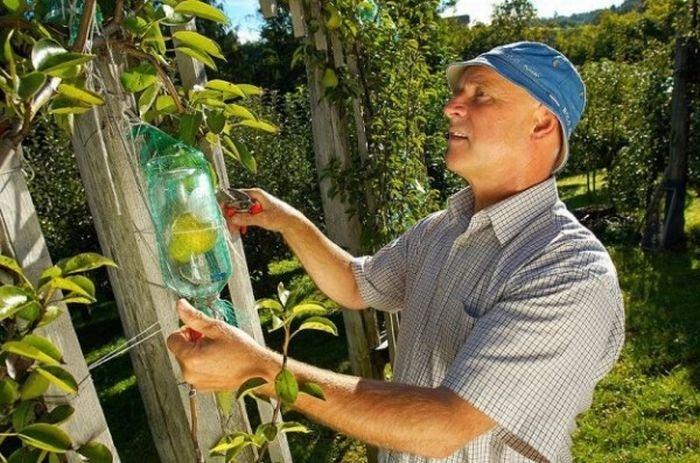 how to bottle a pear