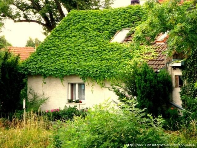 house with wild ivy