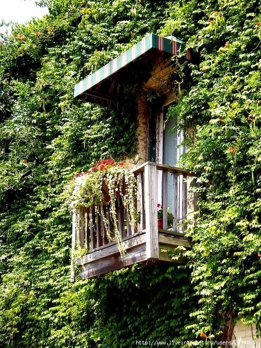 house with wild ivy