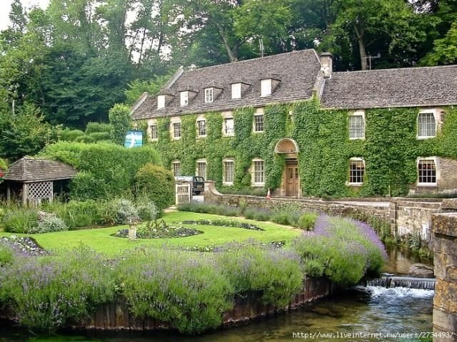 house with wild ivy