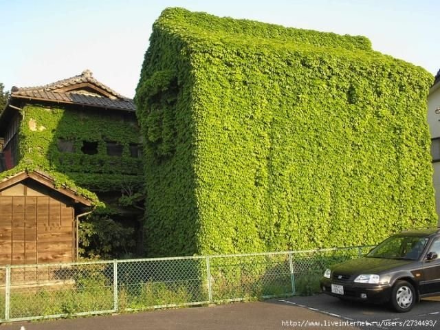 house with wild ivy