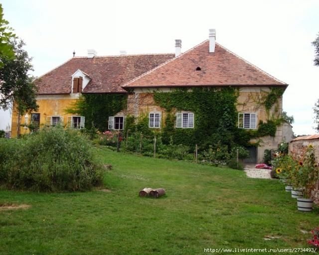house with wild ivy