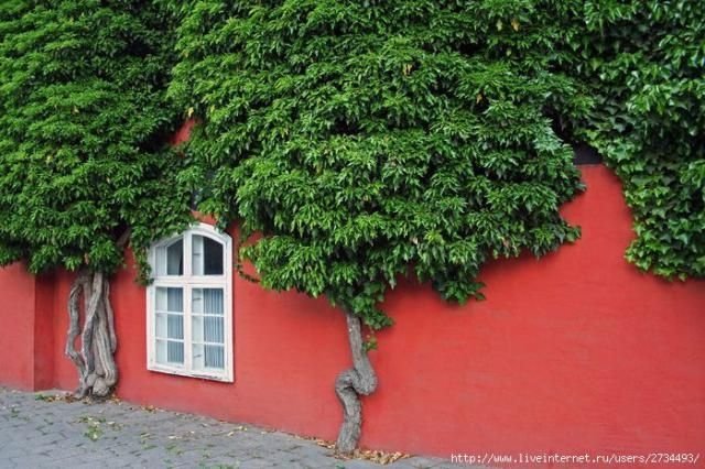 house with wild ivy
