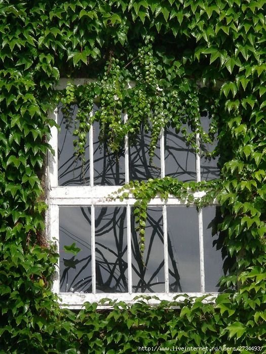 house with wild ivy