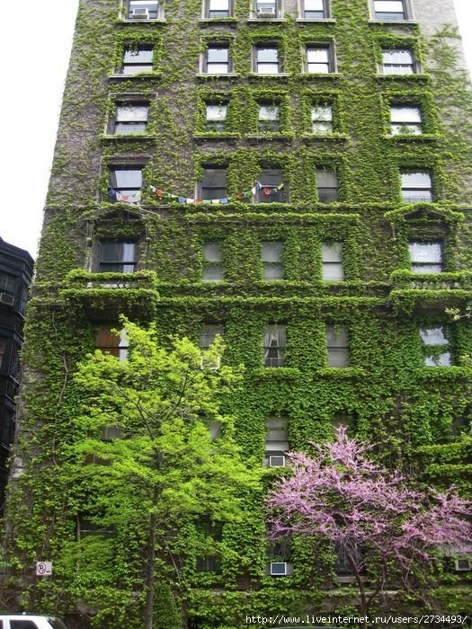 house with wild ivy