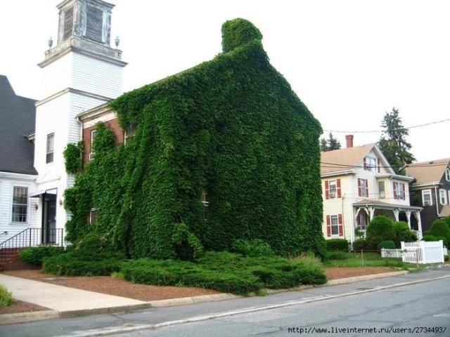 house with wild ivy