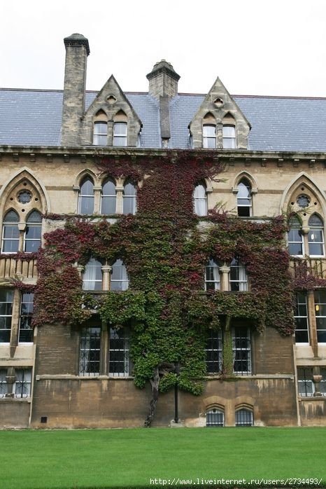 house with wild ivy