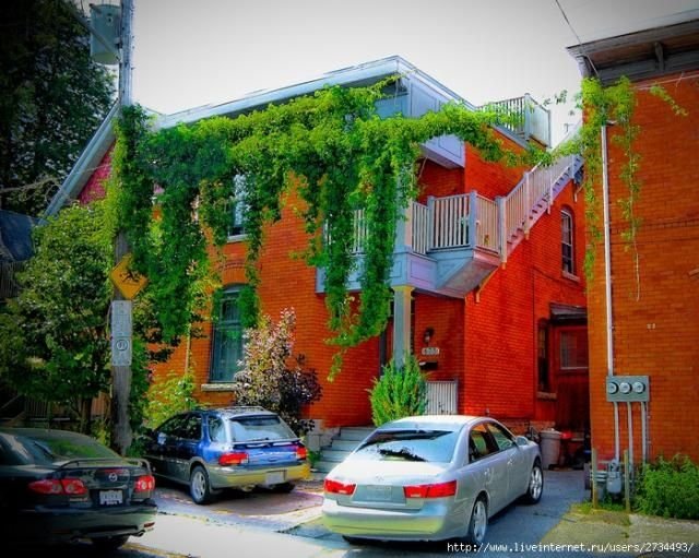house with wild ivy