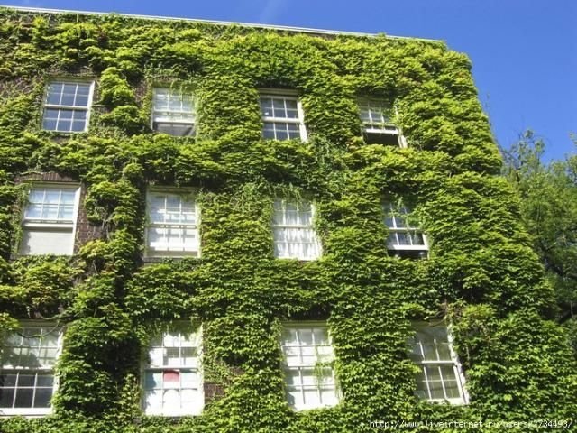 house with wild ivy