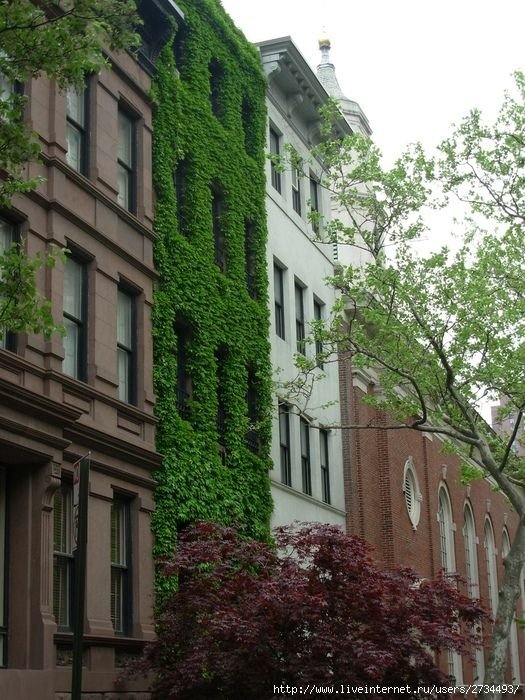 house with wild ivy