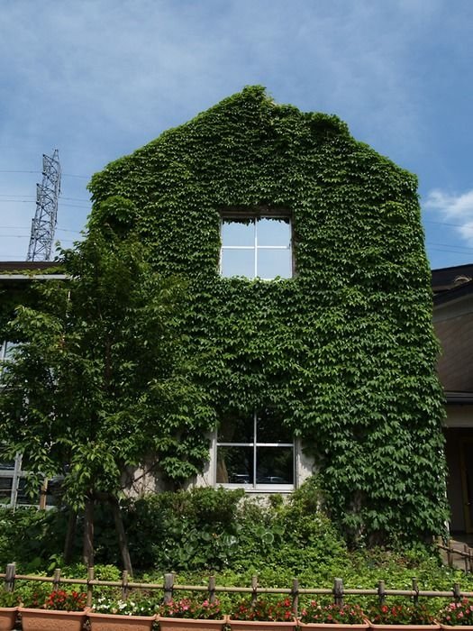 house with wild ivy
