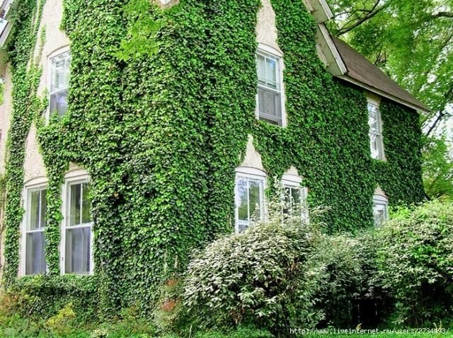 house with wild ivy