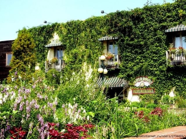 house with wild ivy