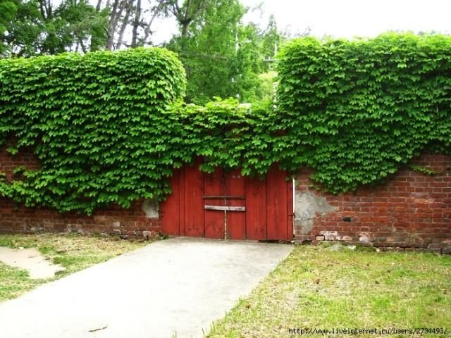 house with wild ivy