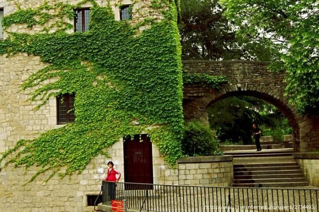 house with wild ivy