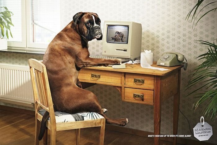 best ads with dogs