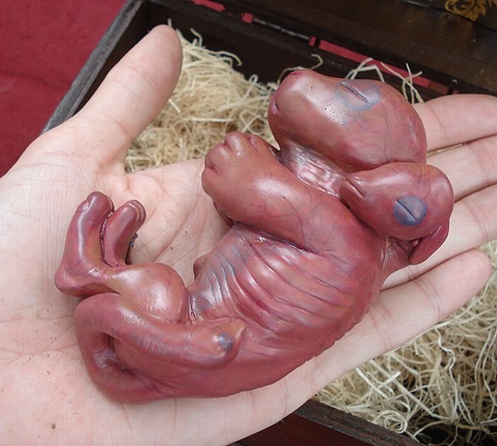 chimera fetus box