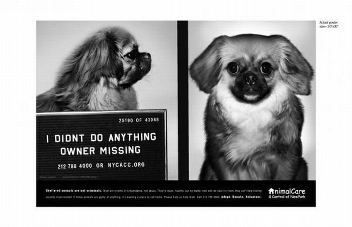 PETA animal protection campaign
