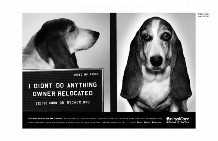 PETA animal protection campaign