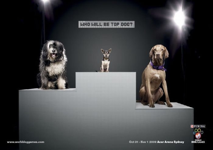 animals in advertisement