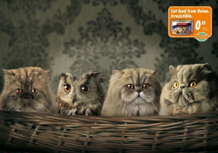 animals in advertisement