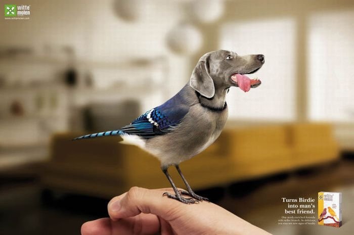 animals in advertisement