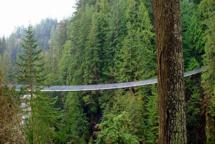 Capilano Suspension Bridge, British Columbia, Canada