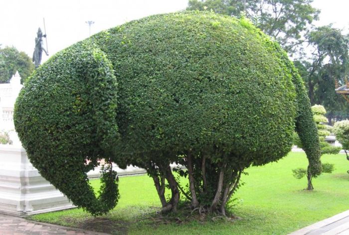 garden topiary plant art