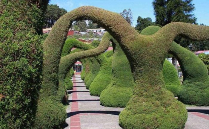 garden topiary plant art