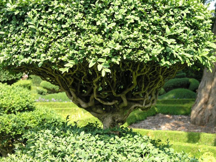 garden topiary plant art