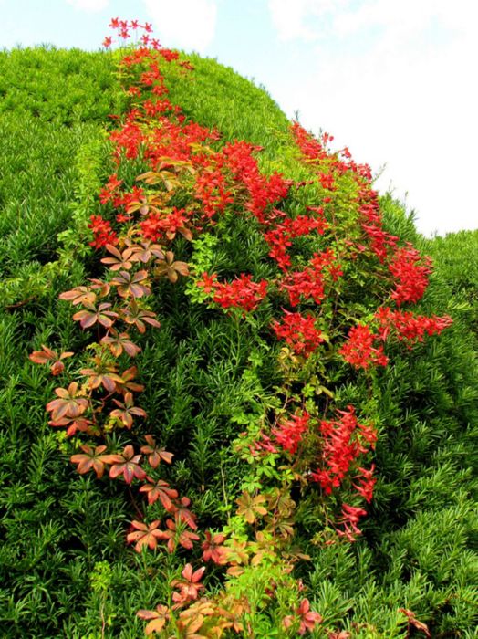 garden topiary plant art