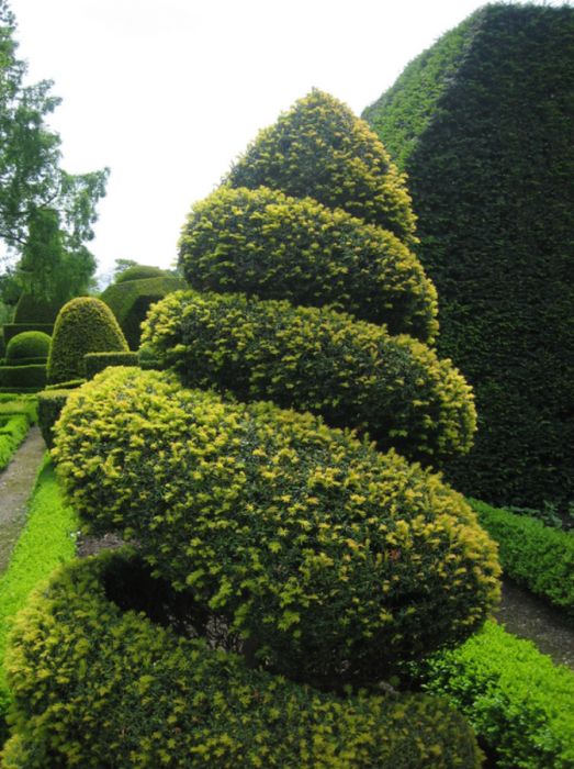 garden topiary plant art