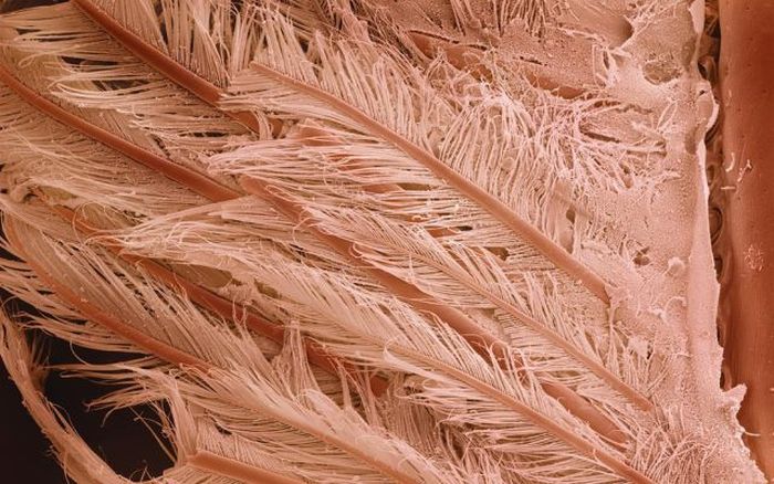 food under a microscope