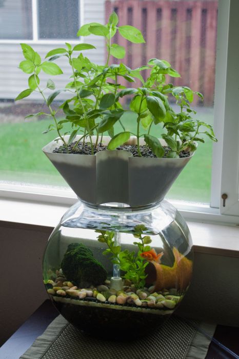 self-cleaning aquaponic aquarium