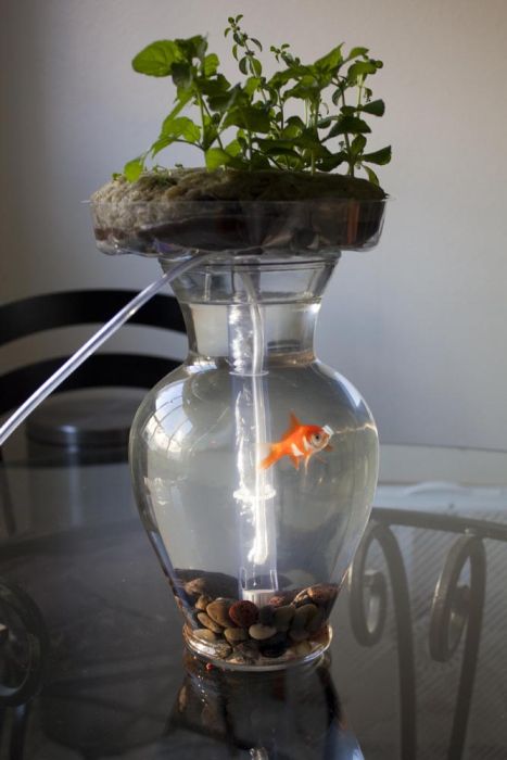 self-cleaning aquaponic aquarium