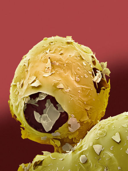 food under a microscope