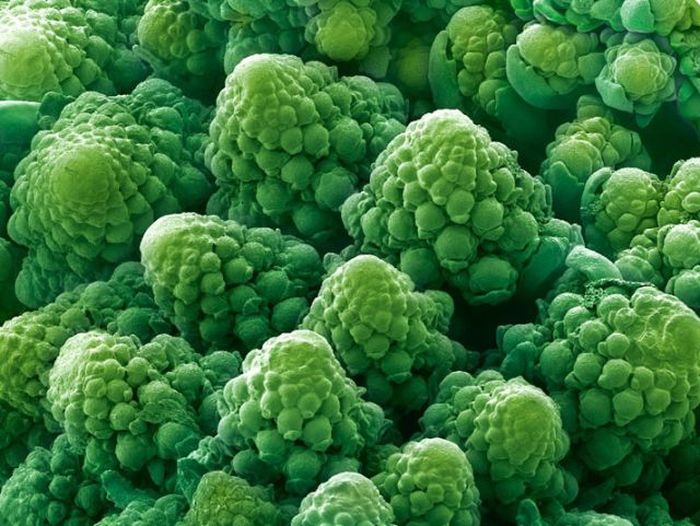 food under a microscope