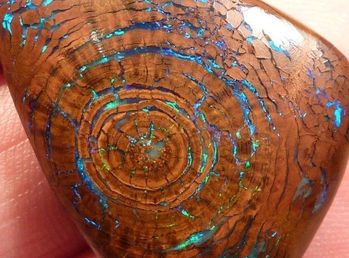 opalized wood boulder opal