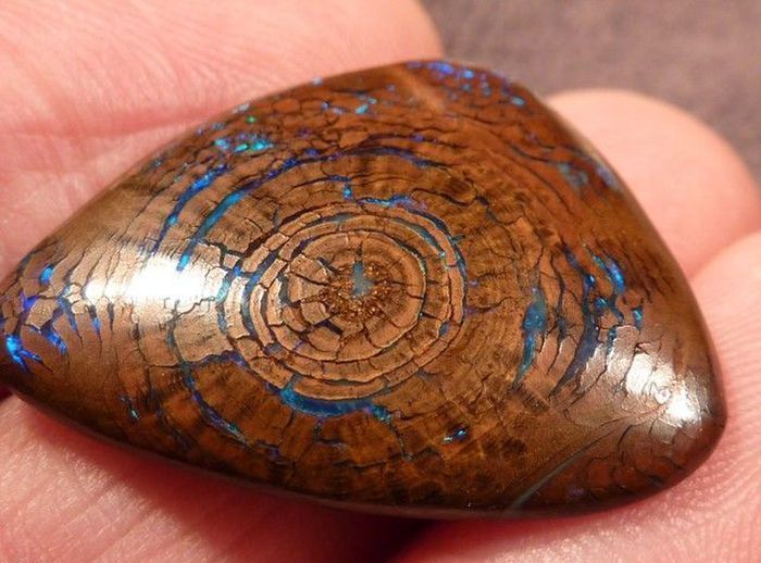 opalized wood boulder opal