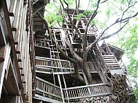 Architecture & Design: treehouse