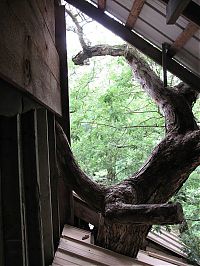 Architecture & Design: treehouse