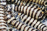 TopRq.com search results: bugs food