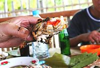 TopRq.com search results: bugs food