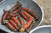 TopRq.com search results: bugs food