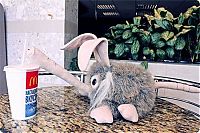 Architecture & Design: funny rabbit toy