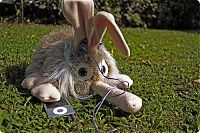 Architecture & Design: funny rabbit toy