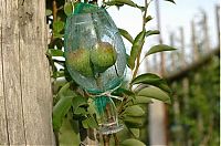 TopRq.com search results: how to bottle a pear