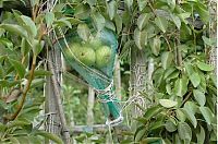 TopRq.com search results: how to bottle a pear