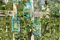 TopRq.com search results: how to bottle a pear