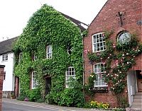 Architecture & Design: house with wild ivy